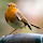 Food for the Birds icon