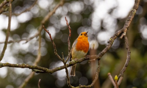 Telegraph offers free bird guide and CD