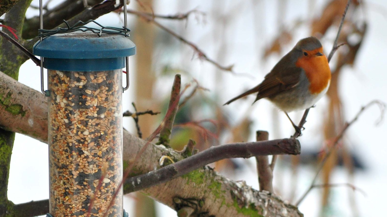 Robin facing away from feeder