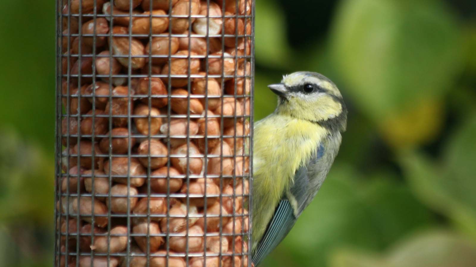 Blue tit on nut feeder