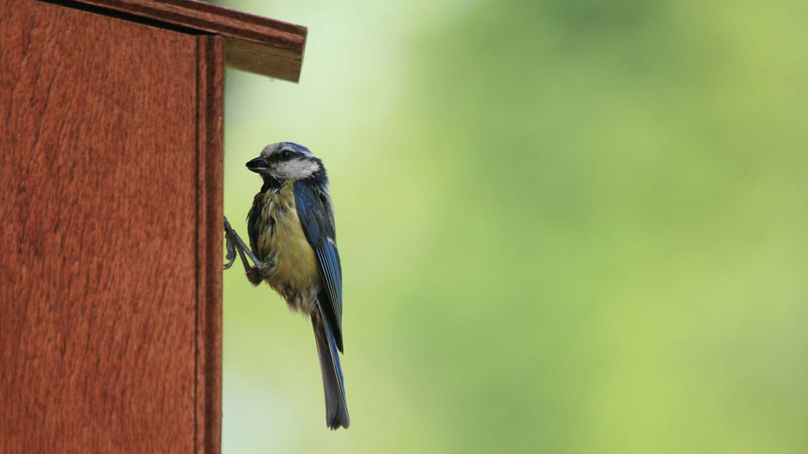 Blue tit perched on nesting box