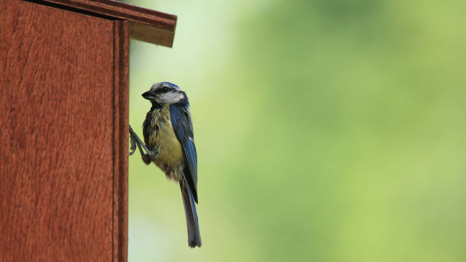 Photographing birds: hints and tips to help you