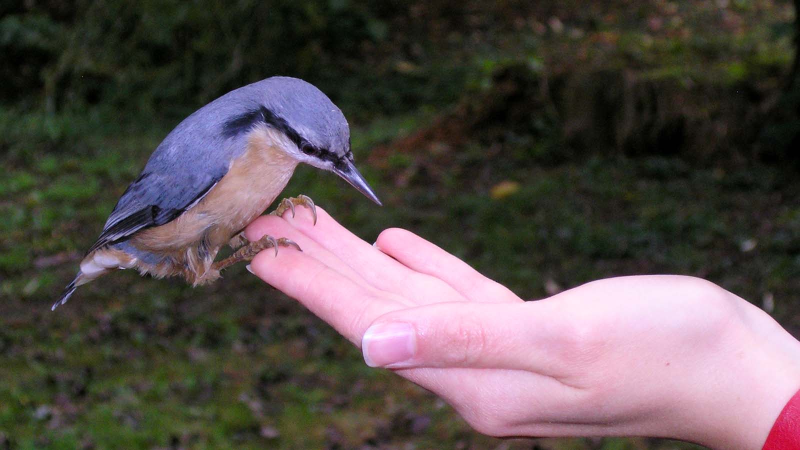 Nuthatch perched on a person's hand