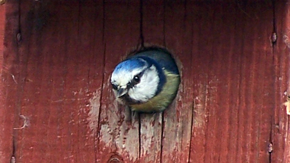 Blue tit emerginf from nesting box