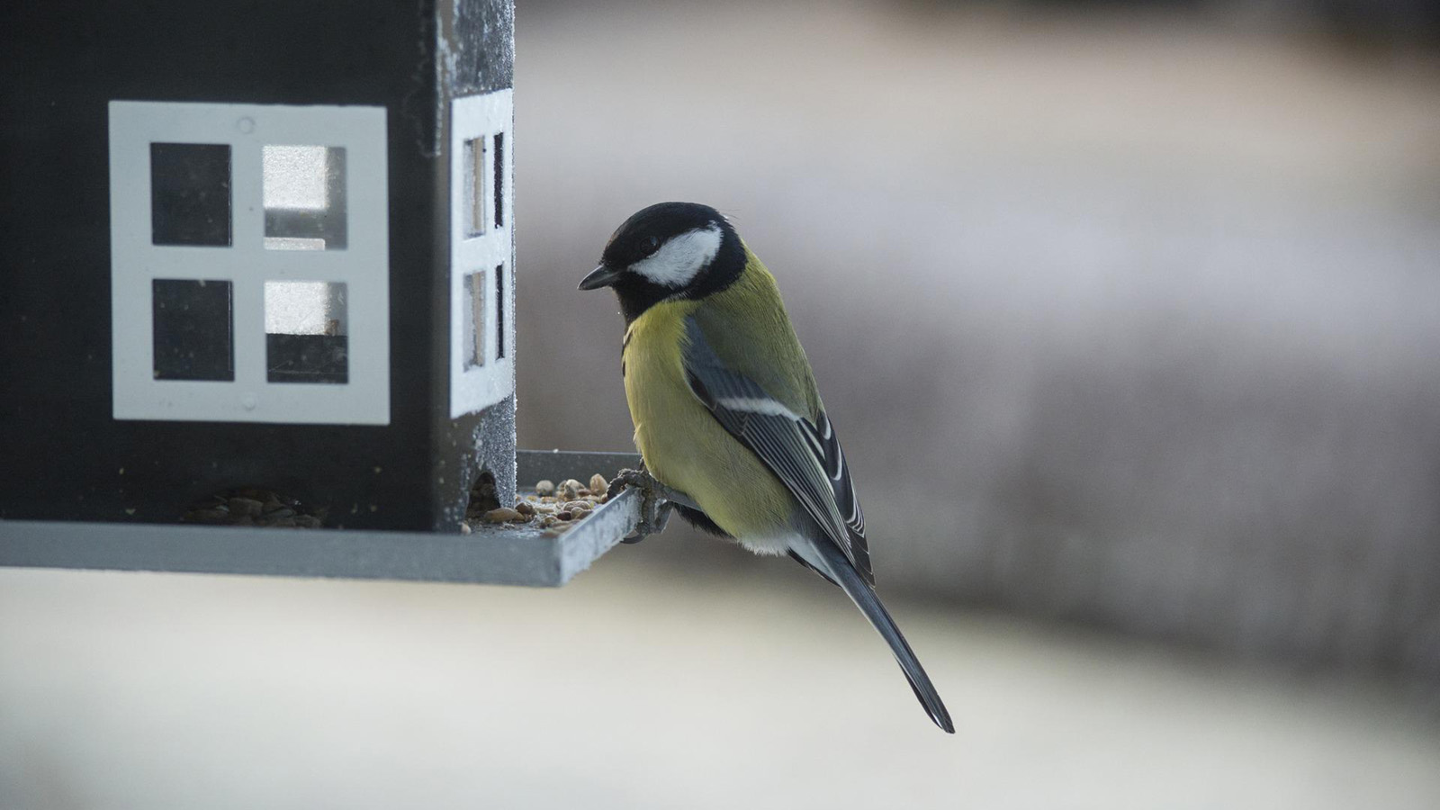 Great tit on frosty feeder