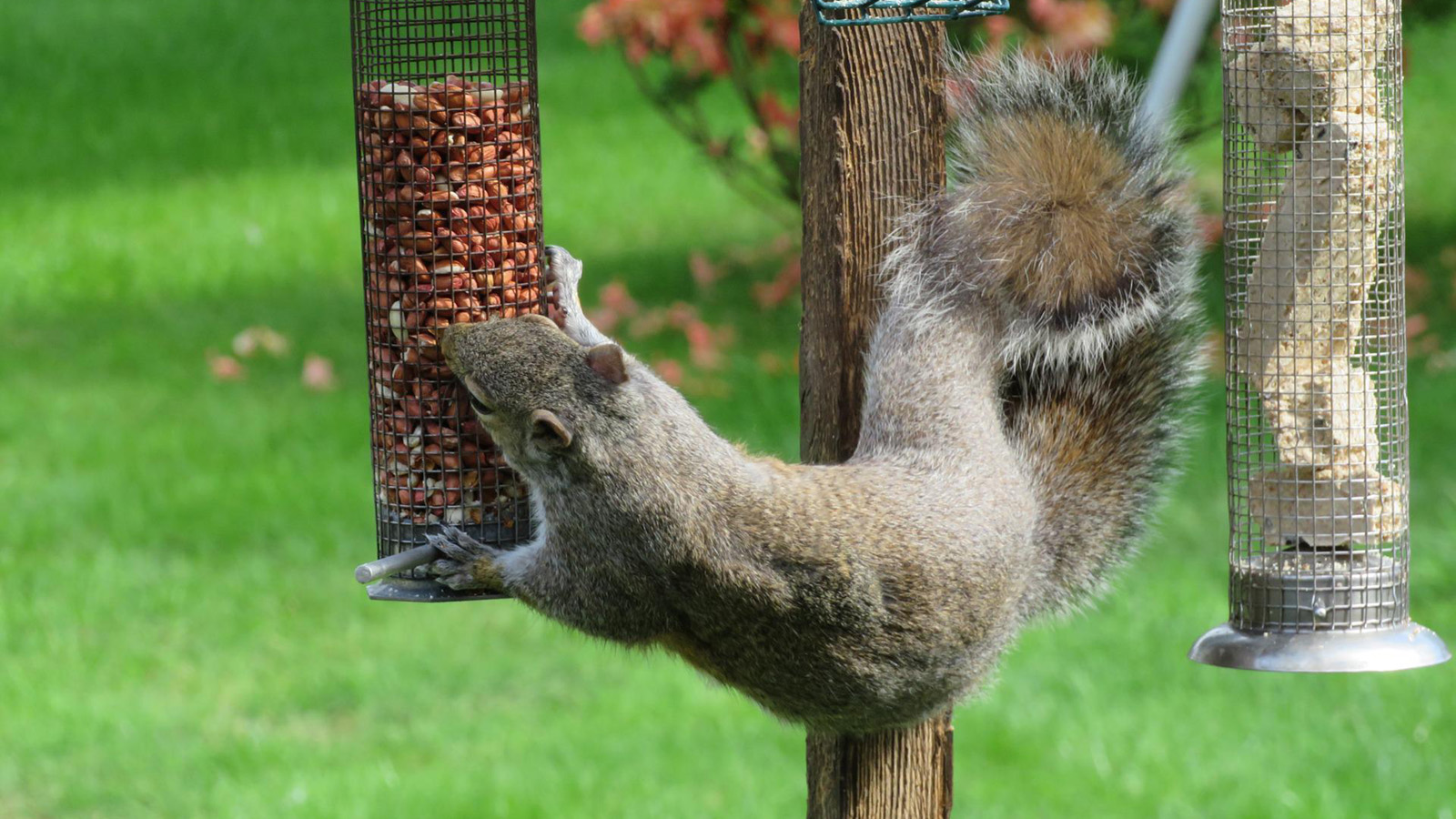 Squirrel on bird feeder